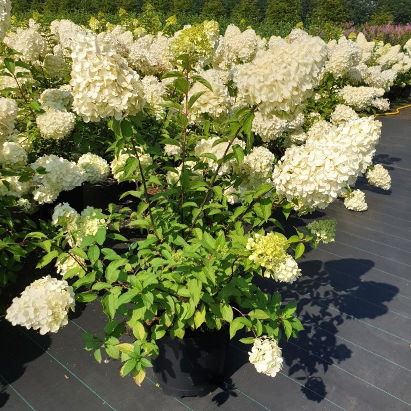 Syrenhortensia – Hydrangea paniculata 'Polar Bear' - C12 80-100 CM