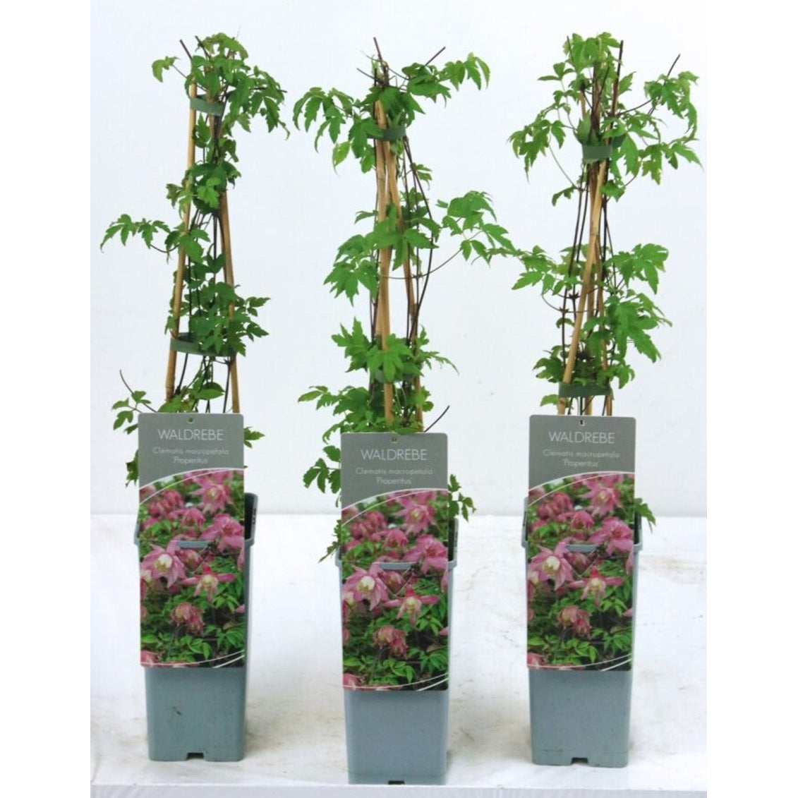 Klematis – Clematis 'Propertius' - C2 50-60 CM 3 Stick