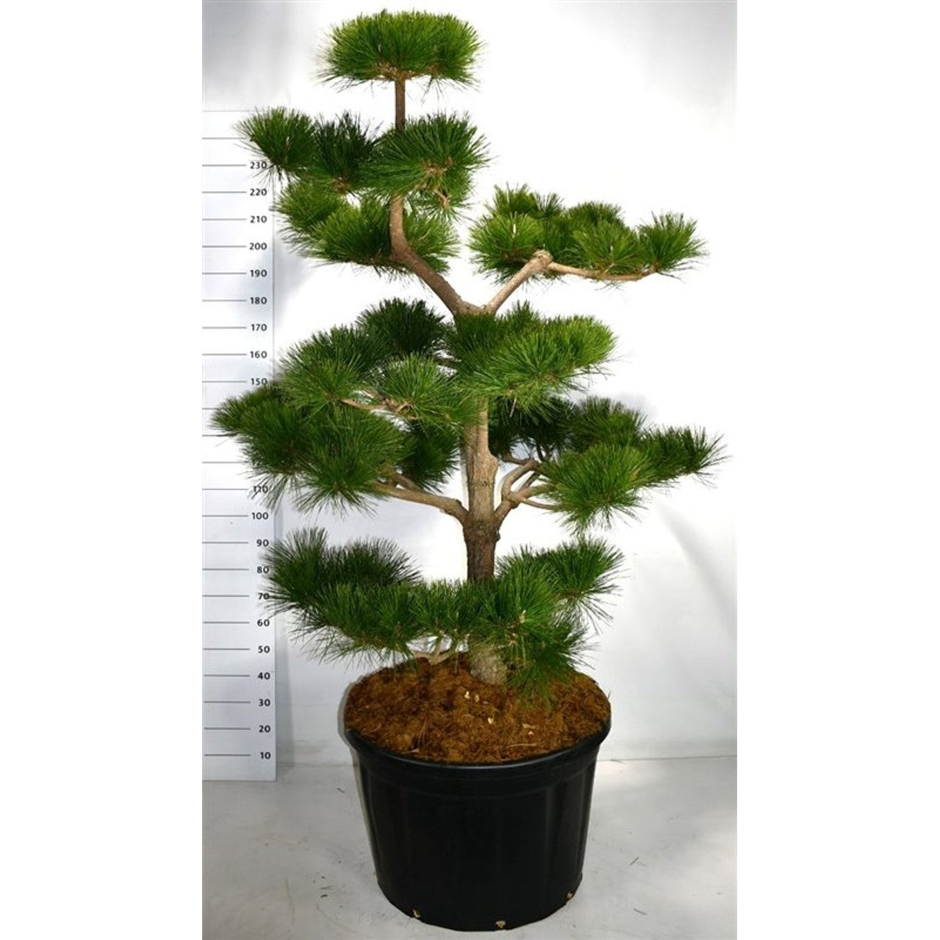 Japansk svarttall – Pinus thunbergii 'Thunderhead' - C230 175-200 cm. Bonsai