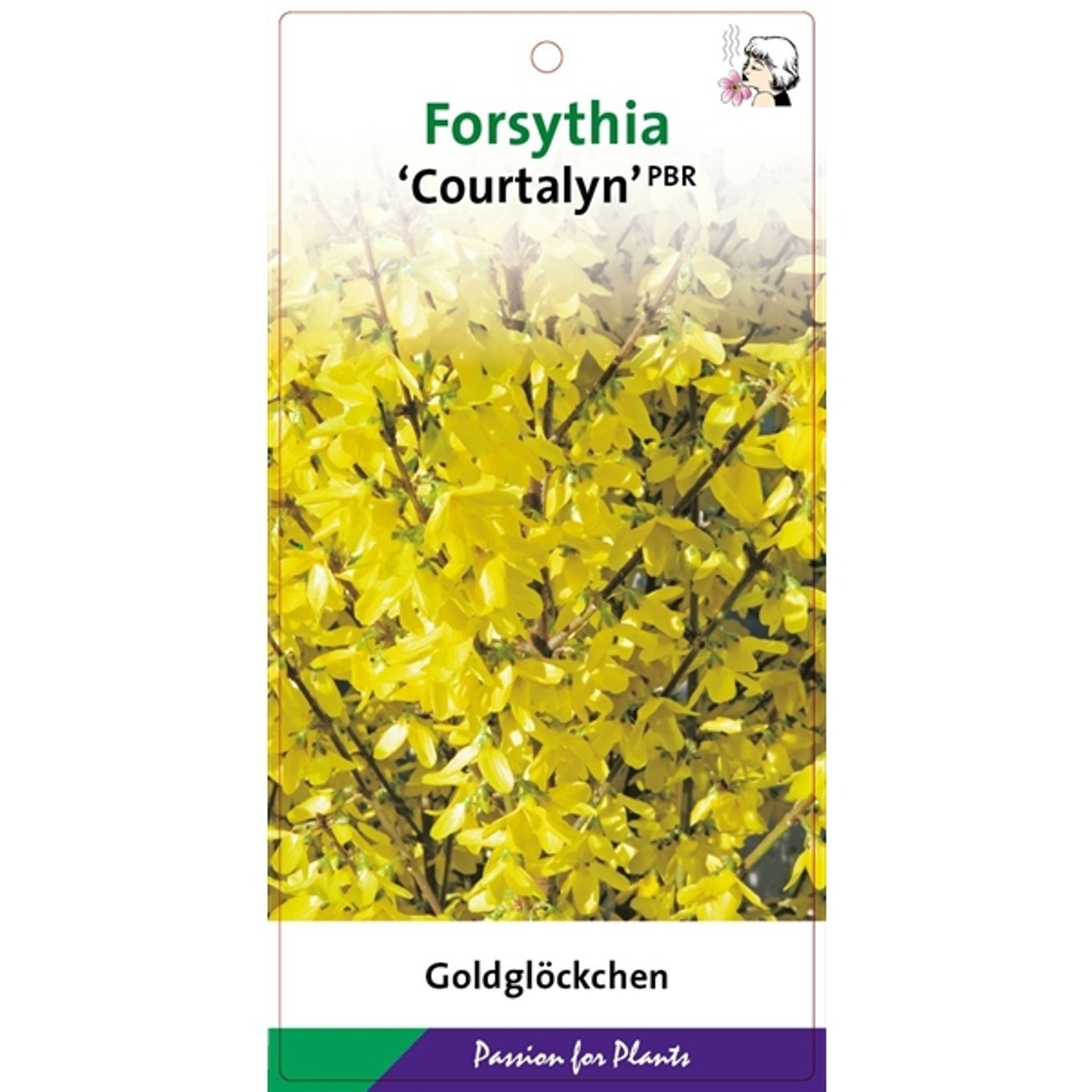 Forsythia – Forsythia intermedia 'Courtalyn' - C5 50-60 CM