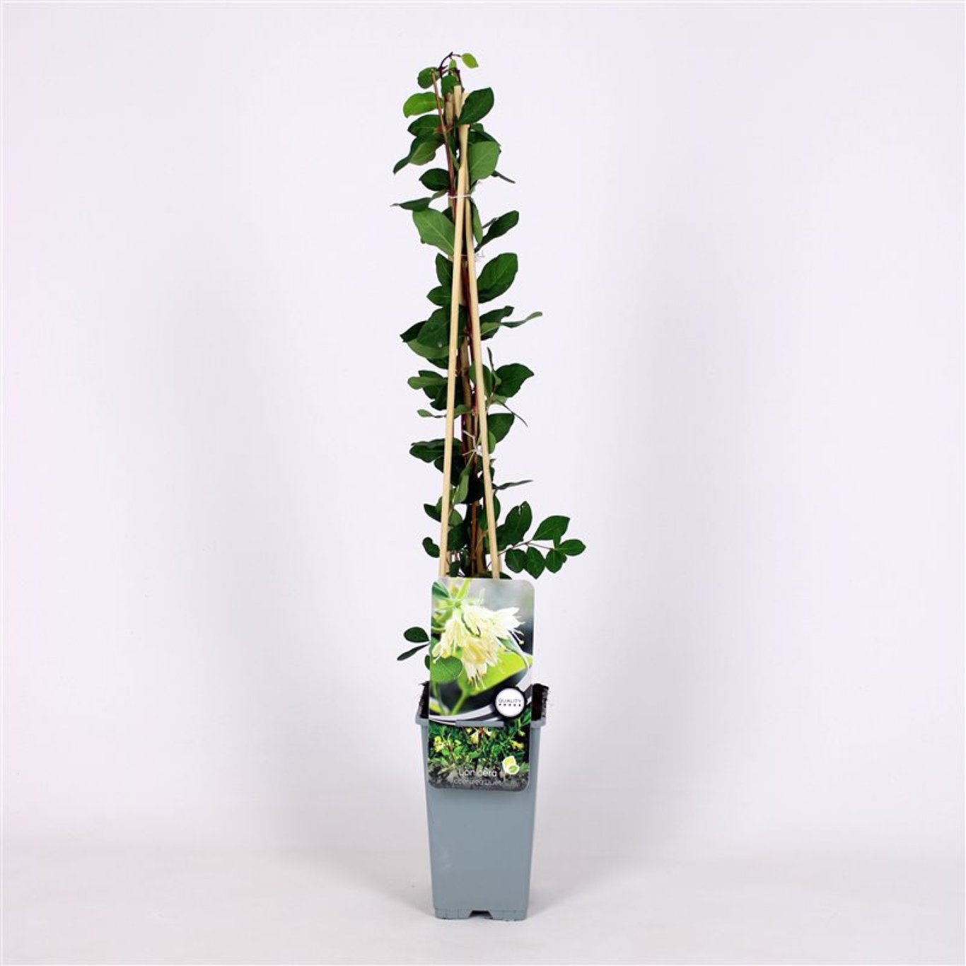 Blåbärstry – Lonicera caerulea &