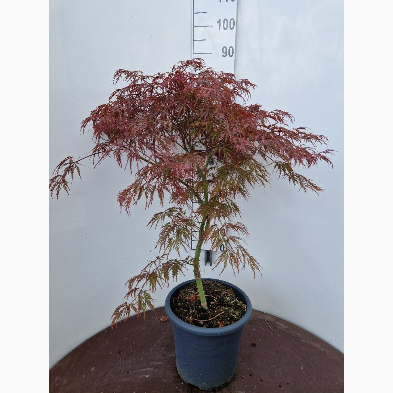 Japansk lönn – Acer pal. 'Garnet' - C15 80-100 CM