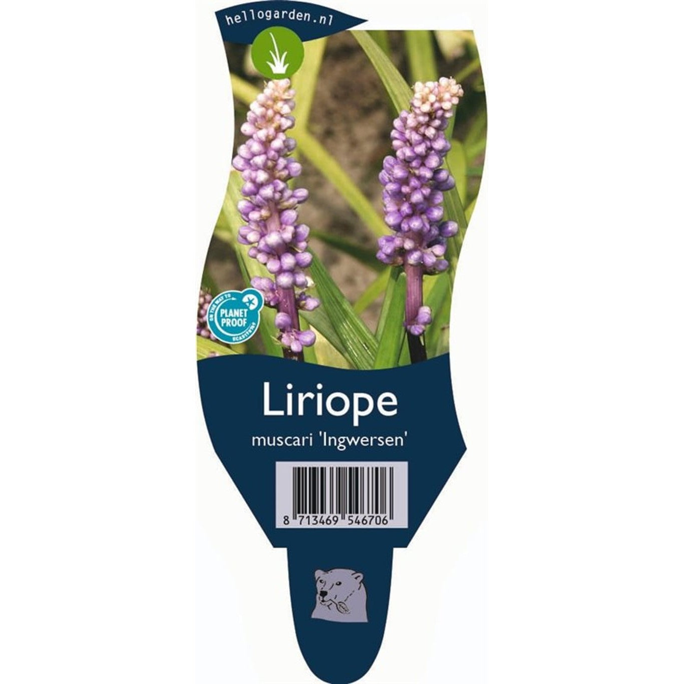 Liriop – Liriope muscari 'Ingwersen' - P11