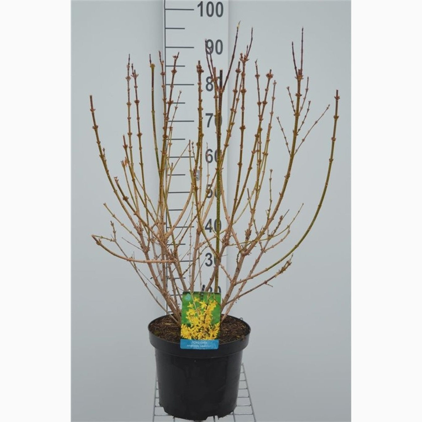 Forsythia – Forsythia intermedia 'Minigold' - C7,5