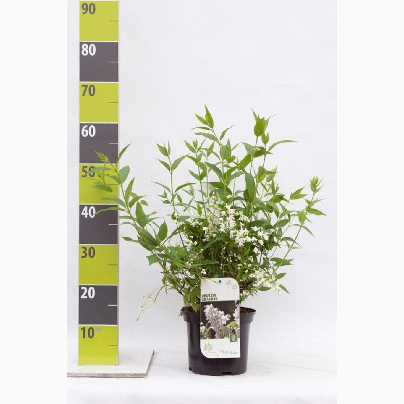 Isört – Delosperma 'Graaf Reinet' - C3