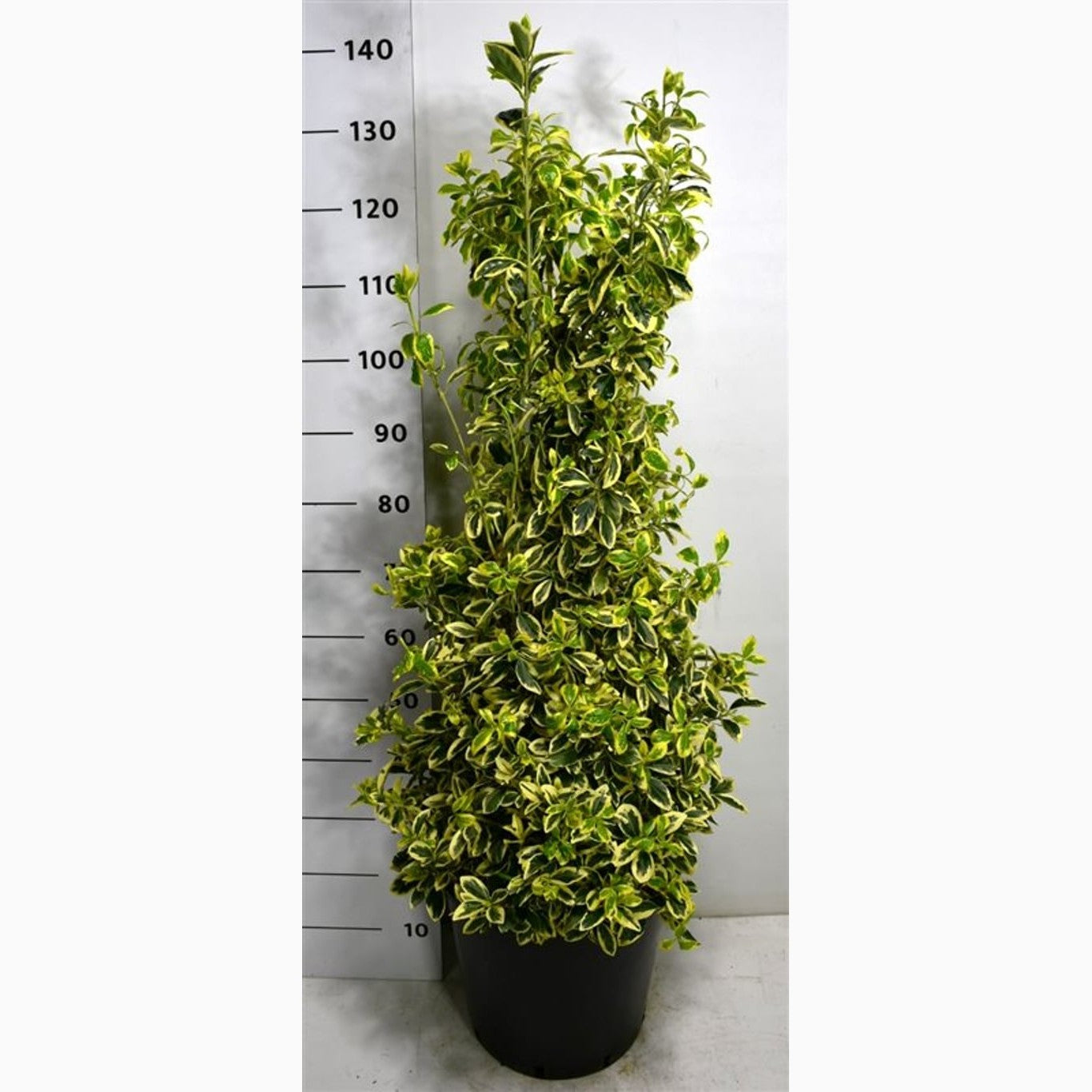 Japansk benved – Euonymus japonicus 'Bravo' - C25 80-100 CM