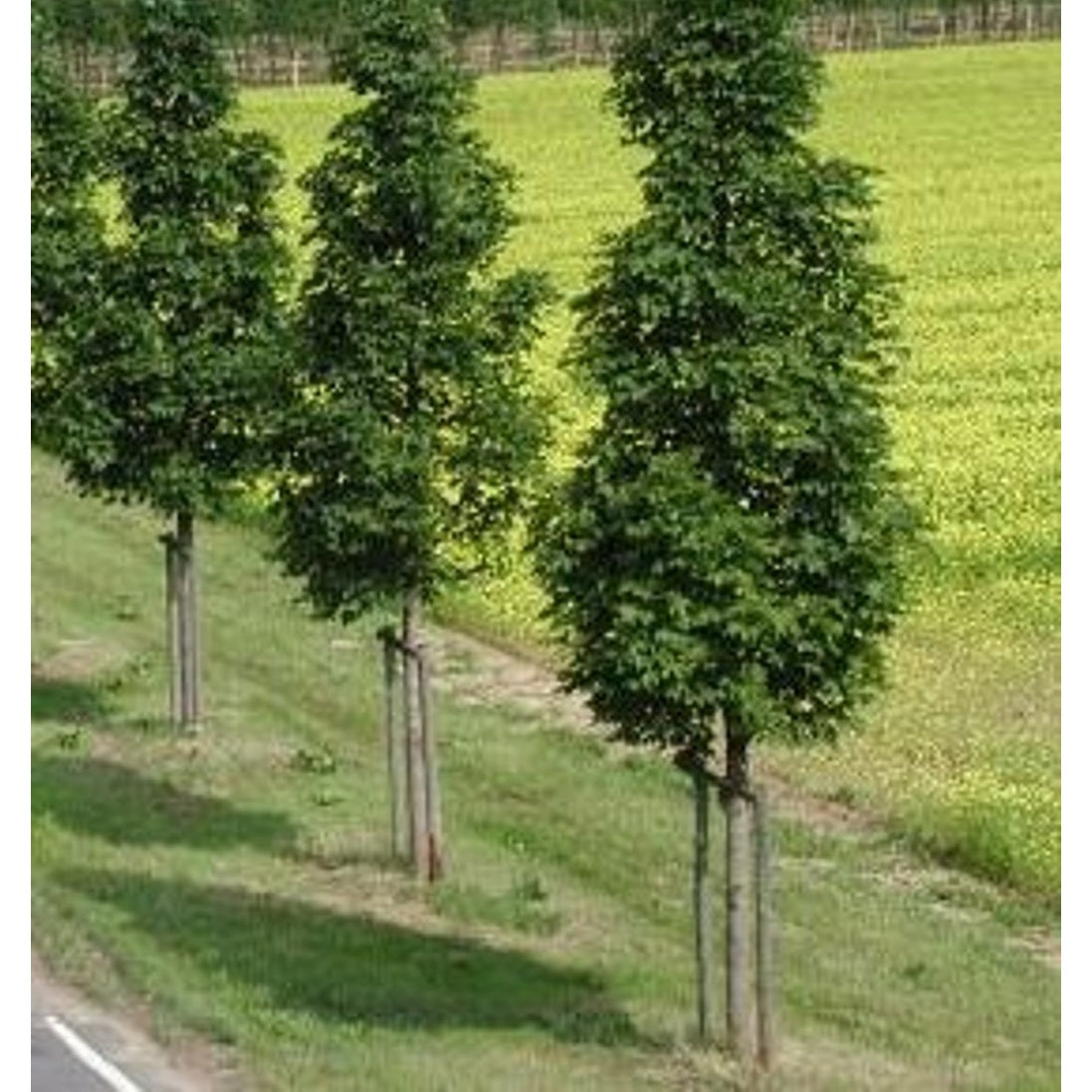 Skogslönn – Acer plat. 'Columnare' - 8/10 in Cont HO/ST