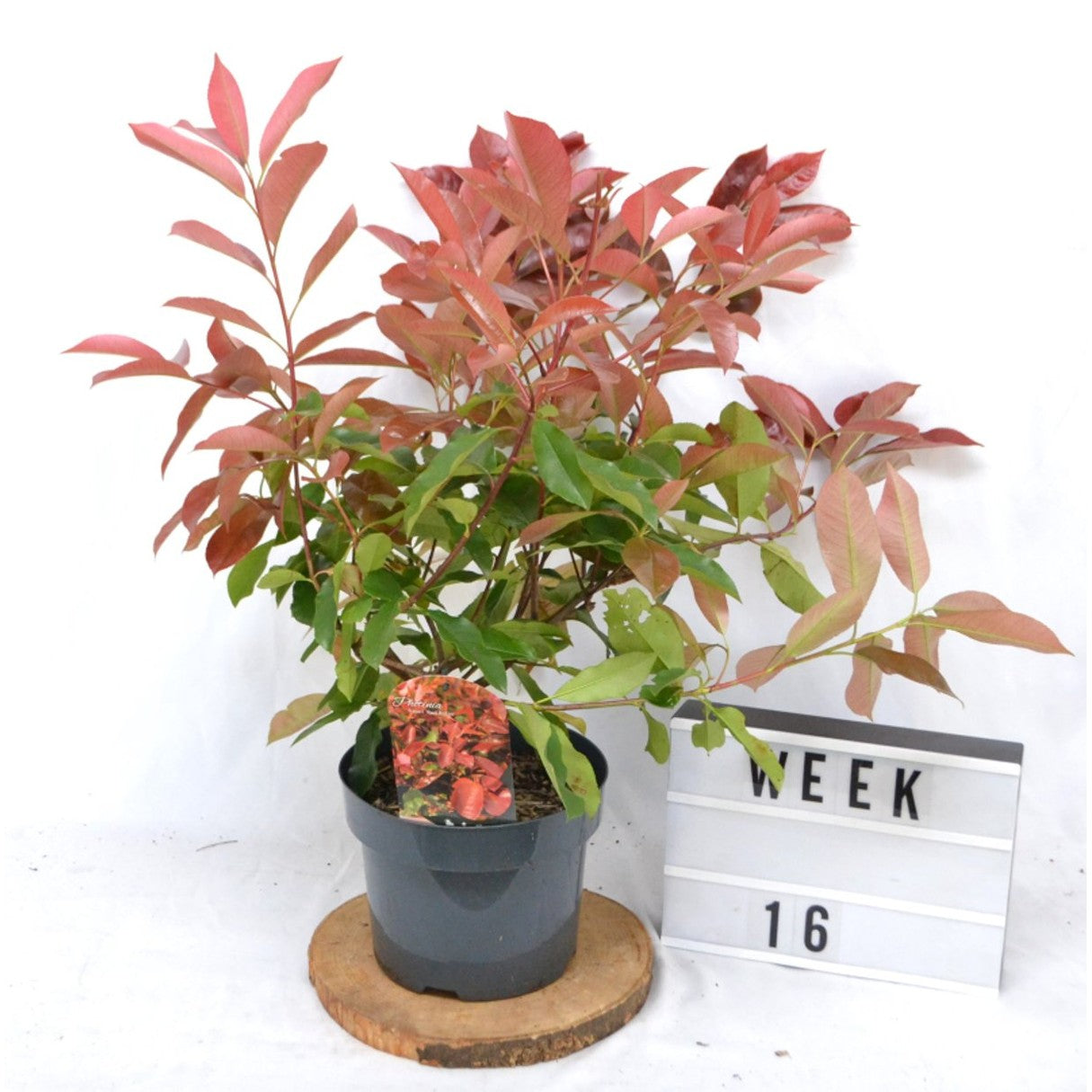 Fotinia – Photinia fraseri 'Red Robin' - C5 40-50 CM