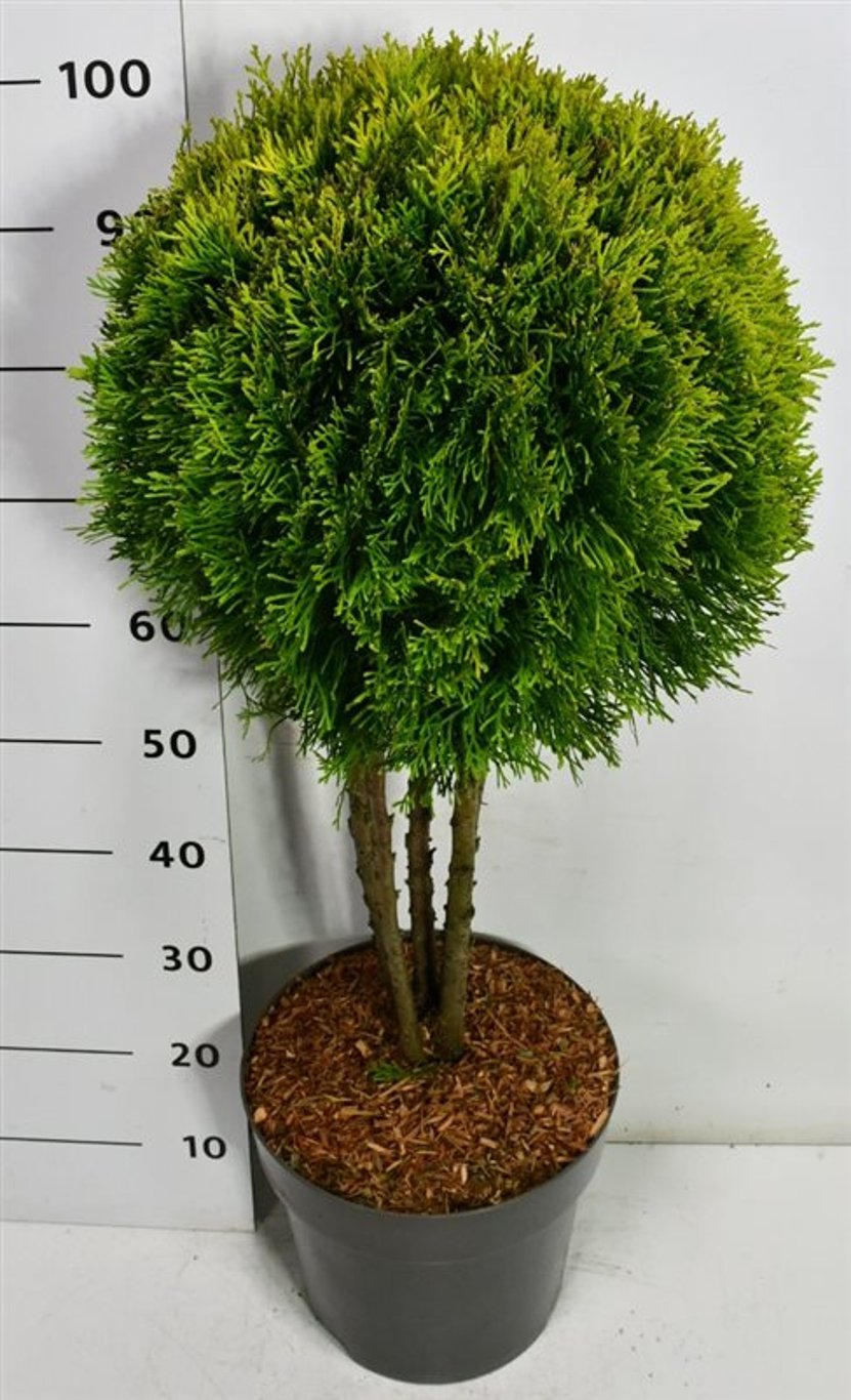 Thuja – Thuja occ. 'Golden Smaragd' - C12 60 cm. Meerstammig