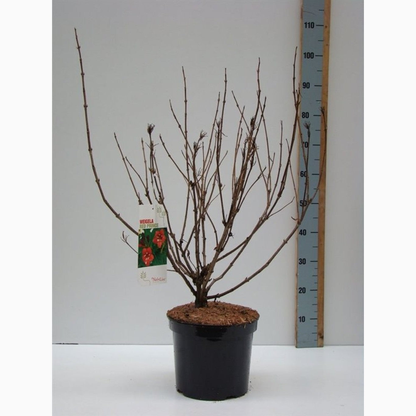 Praktweigela – Weigela 'Red Prince' - C7.5 80-100 CM