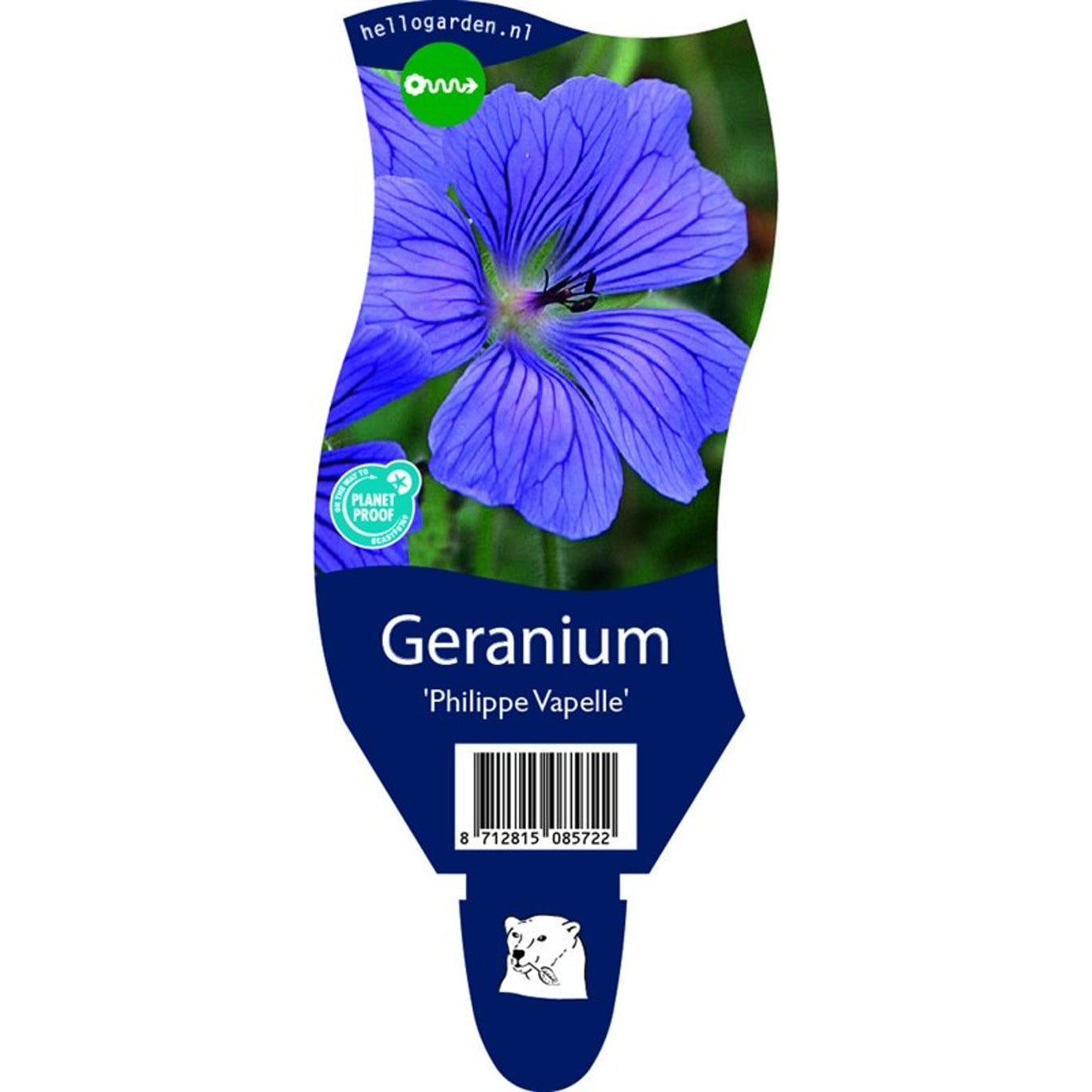Näva – Geranium 'Philippe Vapelle' - P11