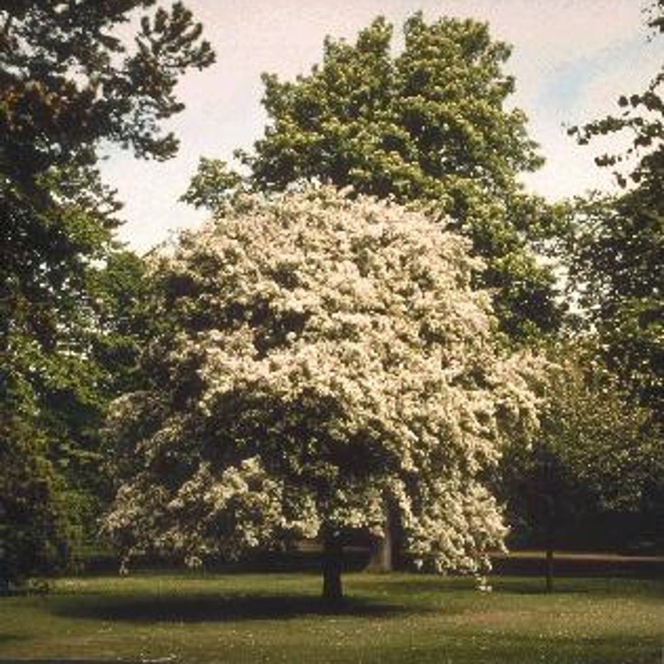 Äpple – Malus floribunda - 180 CM Stem C15