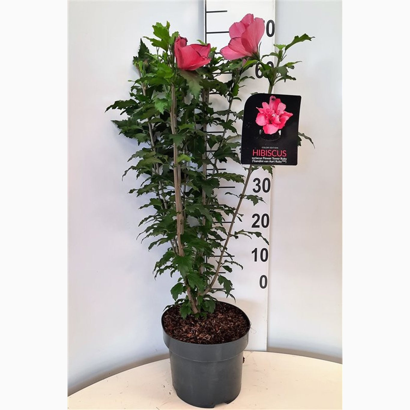 Hibiskus – Hibiscus syriacus 'Flower Tower Ruby' - C5 60-80 CM