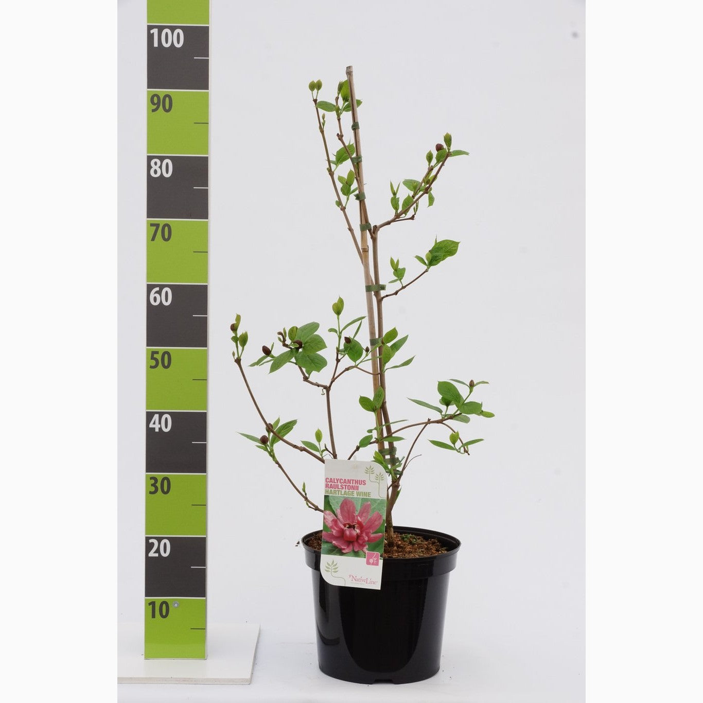 Kryddbuske – Calycanthus raulstonii 'Hartlage Wine' - C7.5 60-80 CM