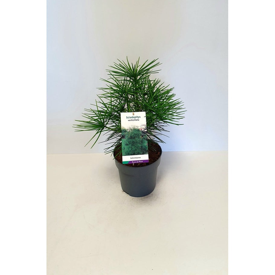 Japansk paraplygran – Sciadopitys verticillata - C5 40-50 CM