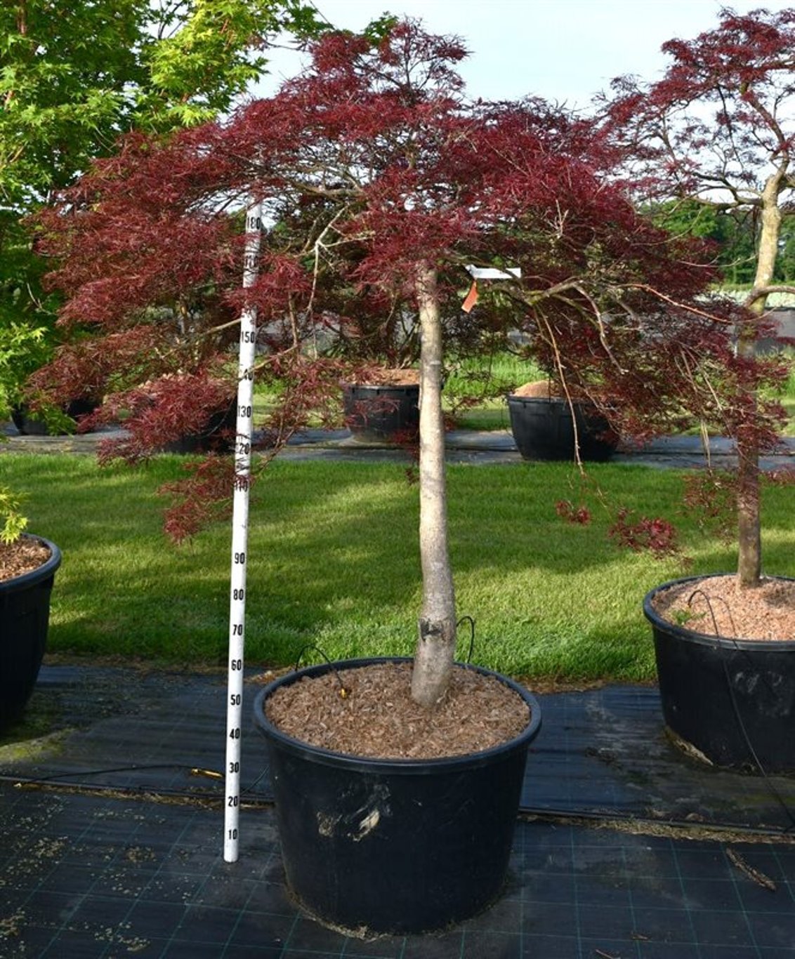 Japansk lönn – Acer palmatum &