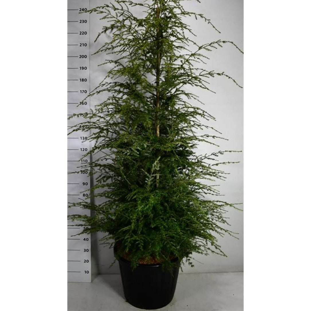 Hemlock – Tsuga canadensis - C80 175-200 cm.