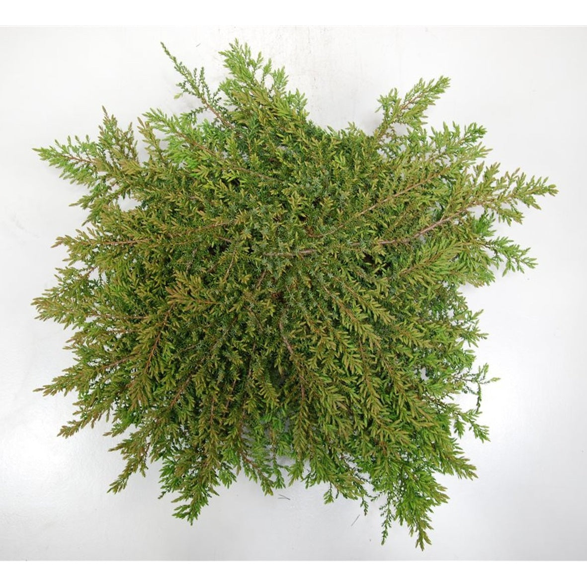 En – Juniperus communis &