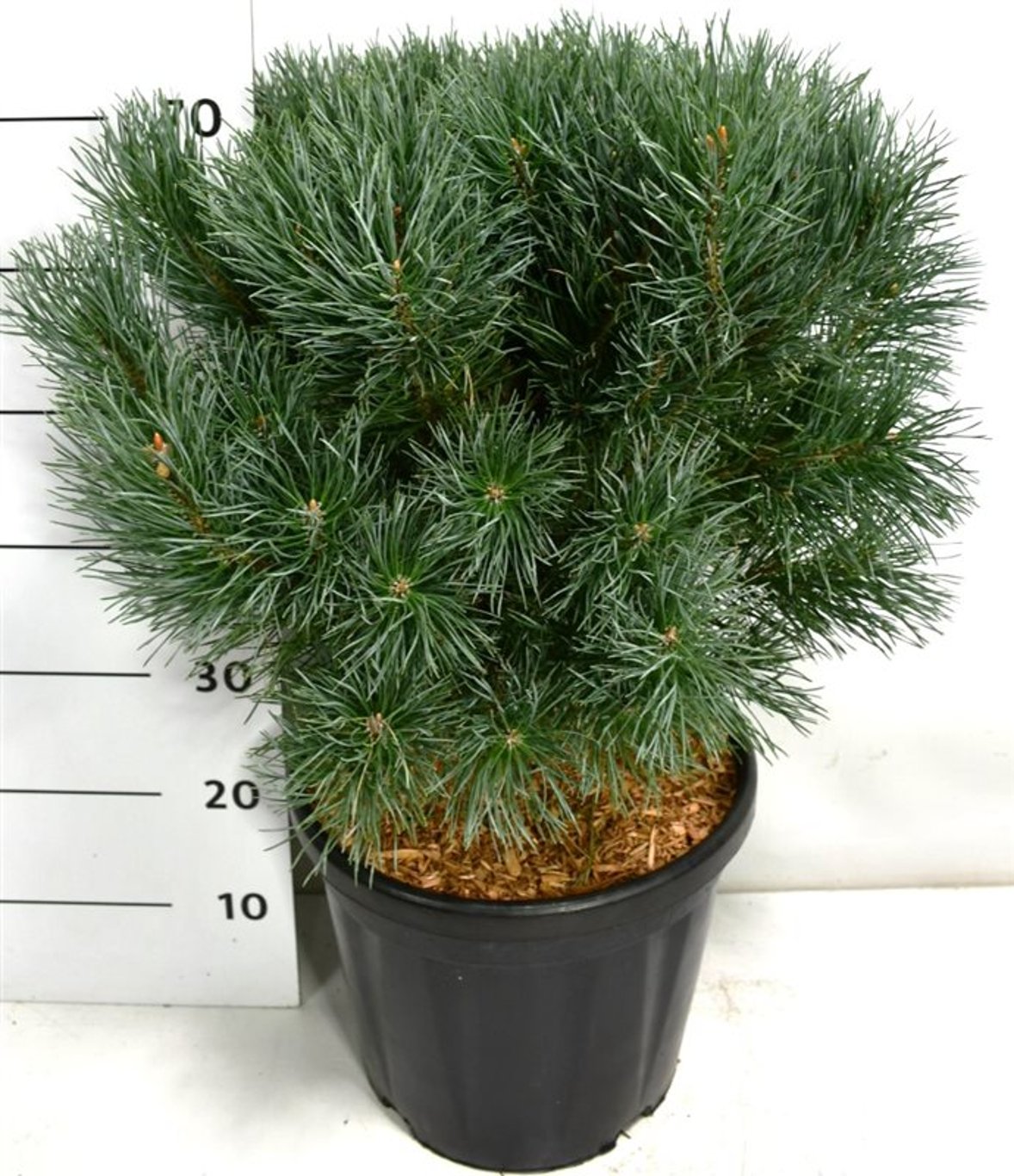 Tall – Pinus sylvestris 'Watereri' - C18 50-60 cm.
