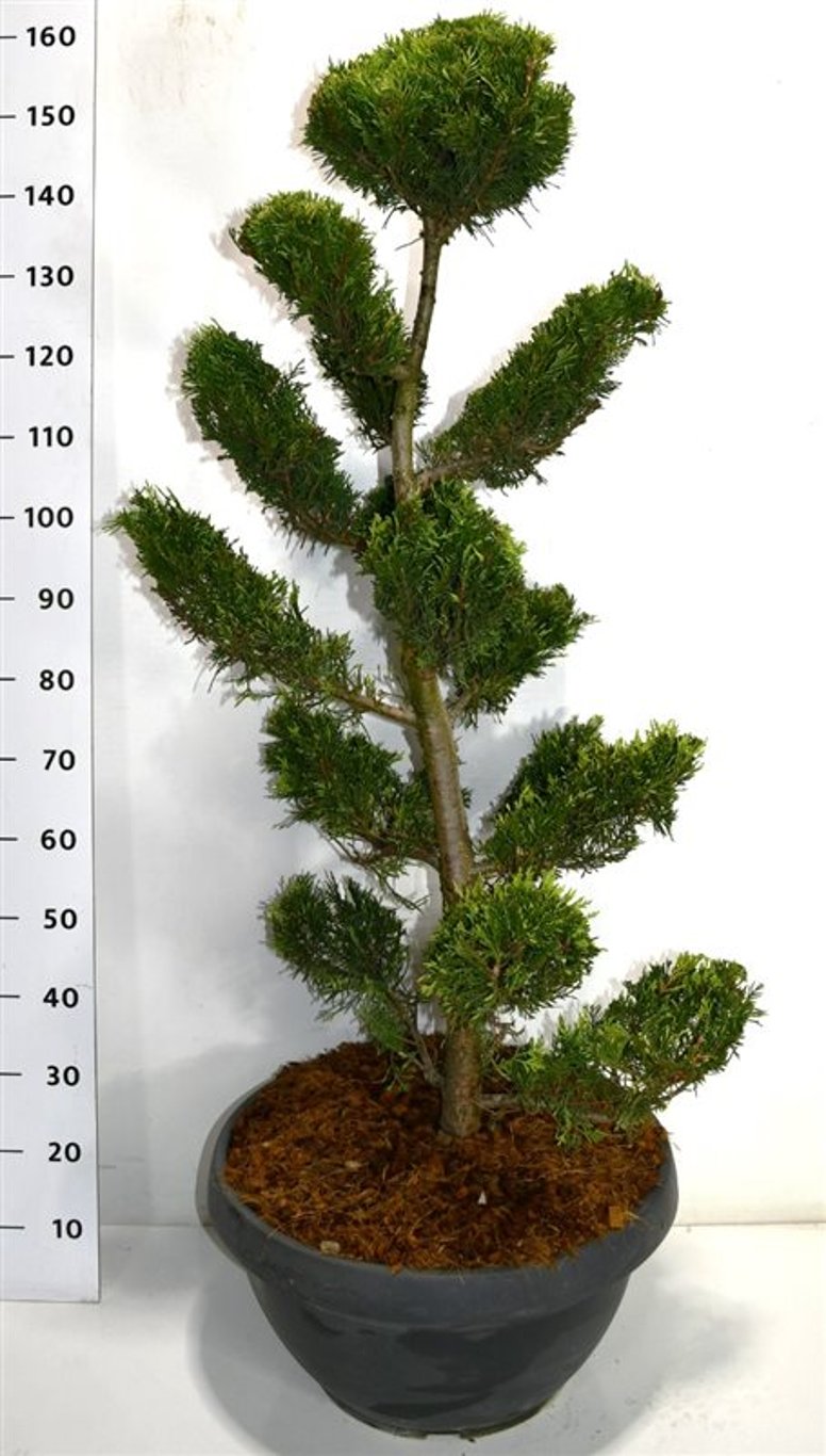 Cypresscypress – Cupressocyparis leylandii 'Gold Rider' - C45 125 cm. Bonsai