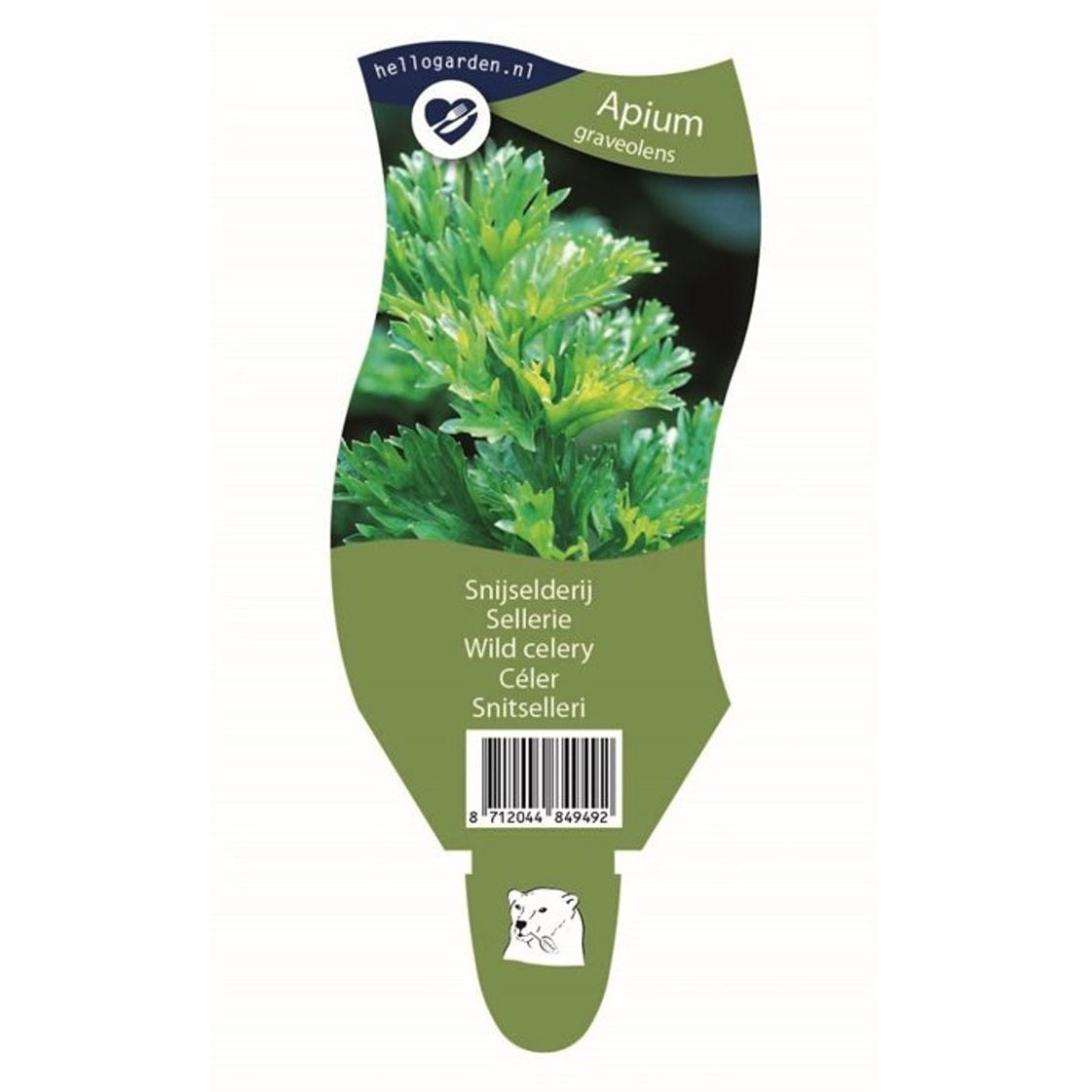 Selleri – Apium graveolens - P11