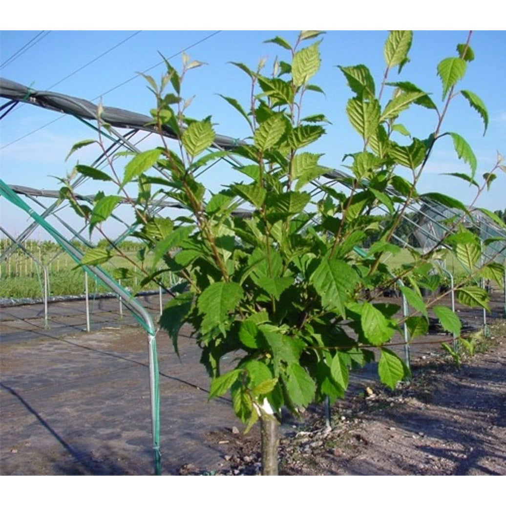 Mandelsläktet – Prunus triloba - 100 CM Stem C10