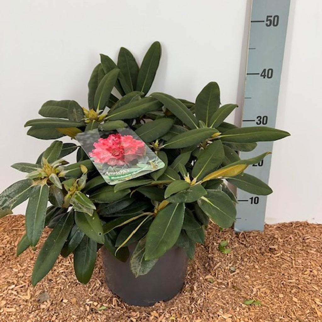 Rhododendron – Rhododendron (Y); 'Anuschka' - C5 25-30 CM