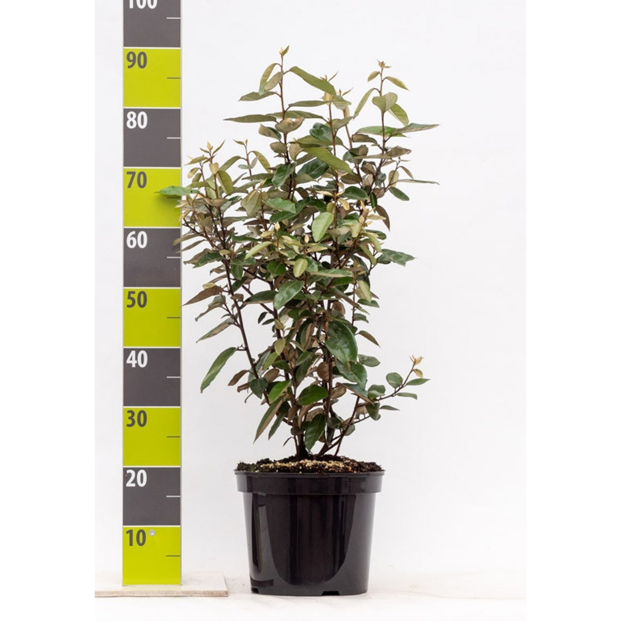 Silverbuske – Elaeagnus ebbingei - C7.5 60-80 CM