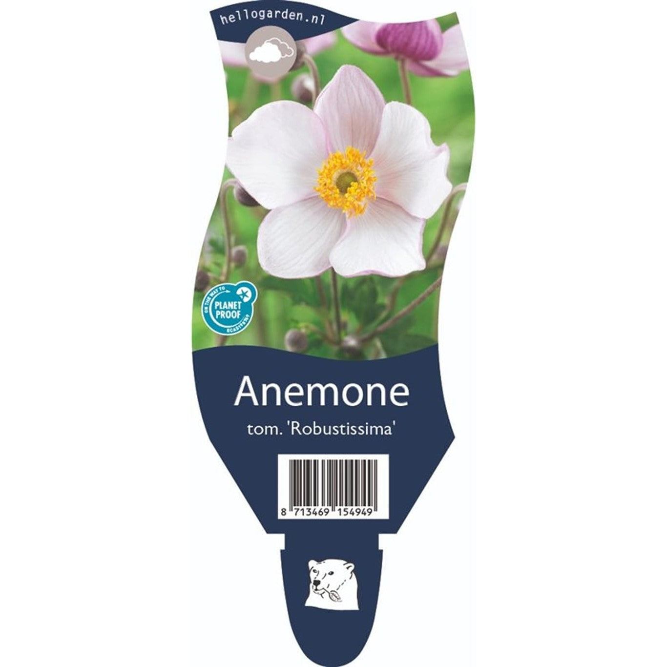 Skuggbräcka – Anemone tom. 'Robustissima' - P11