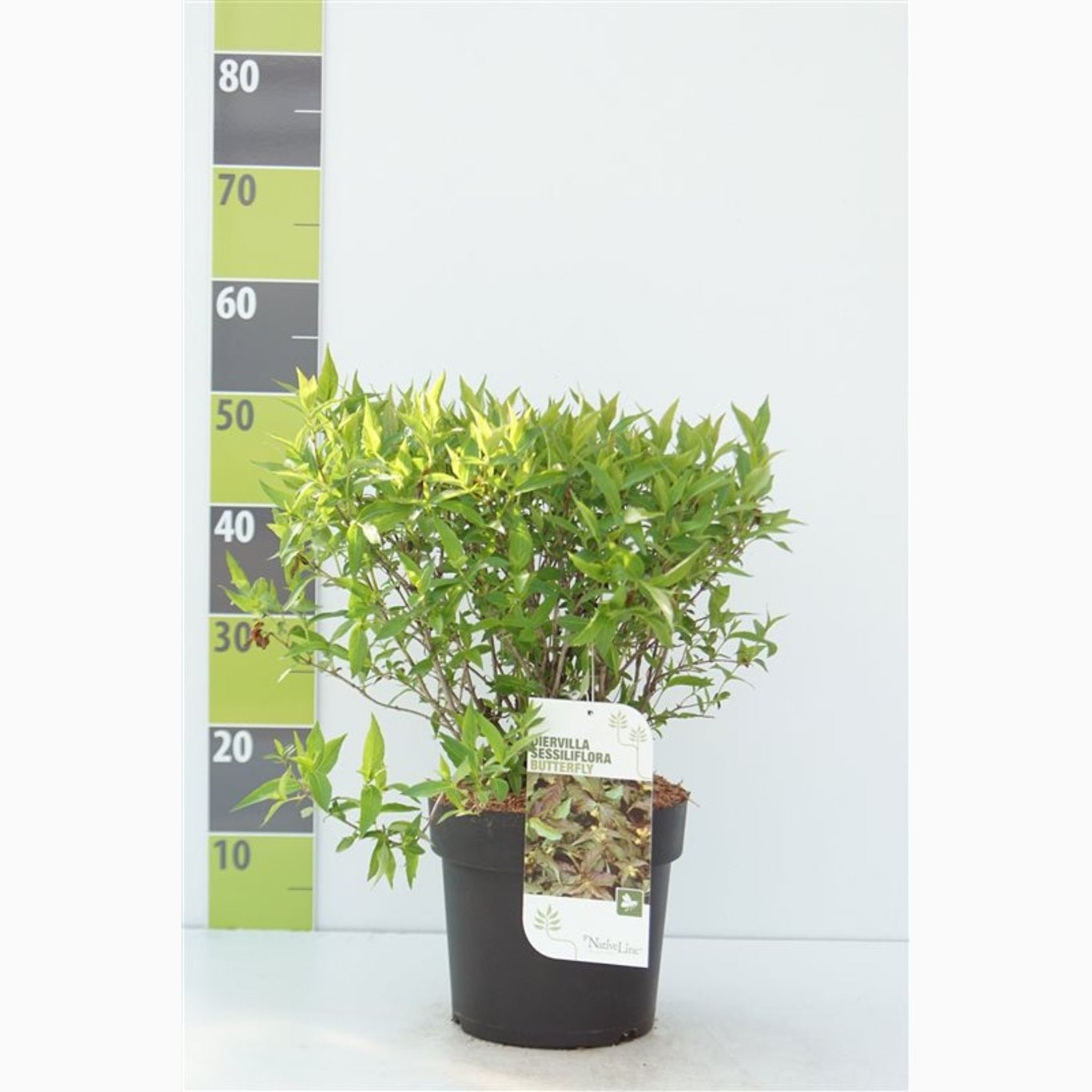 Getrams – Diervilla sessilifolia 'Butterfly' - C4,6 40-60 CM