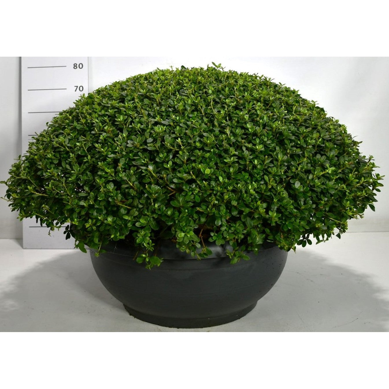 Japansk azalea – Rhododendron (AJ) 'Dorothy Haiden' - C80 90-100 cm. Bol Plateau