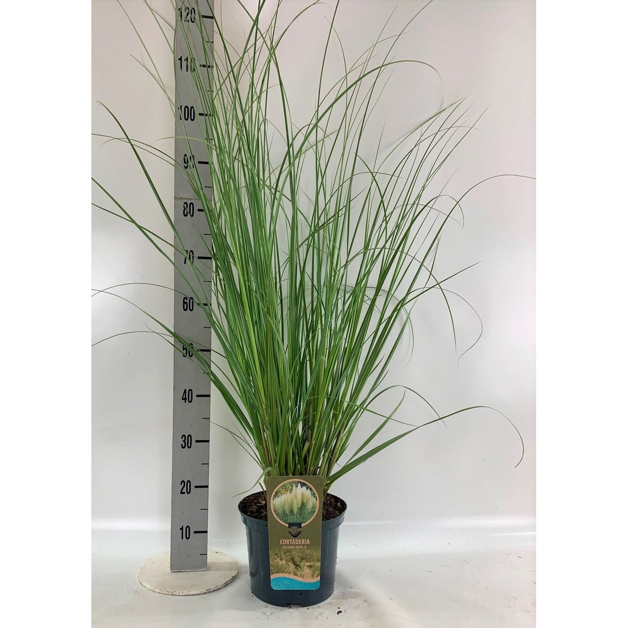 Pampasgräs – Cortaderia selloana 'Evita' - C5