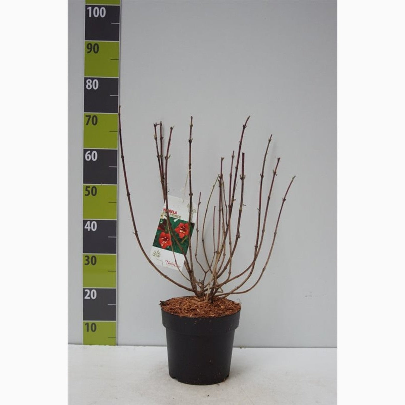 Praktweigela – Weigela 'Red Prince' - C4,6 50-60 CM