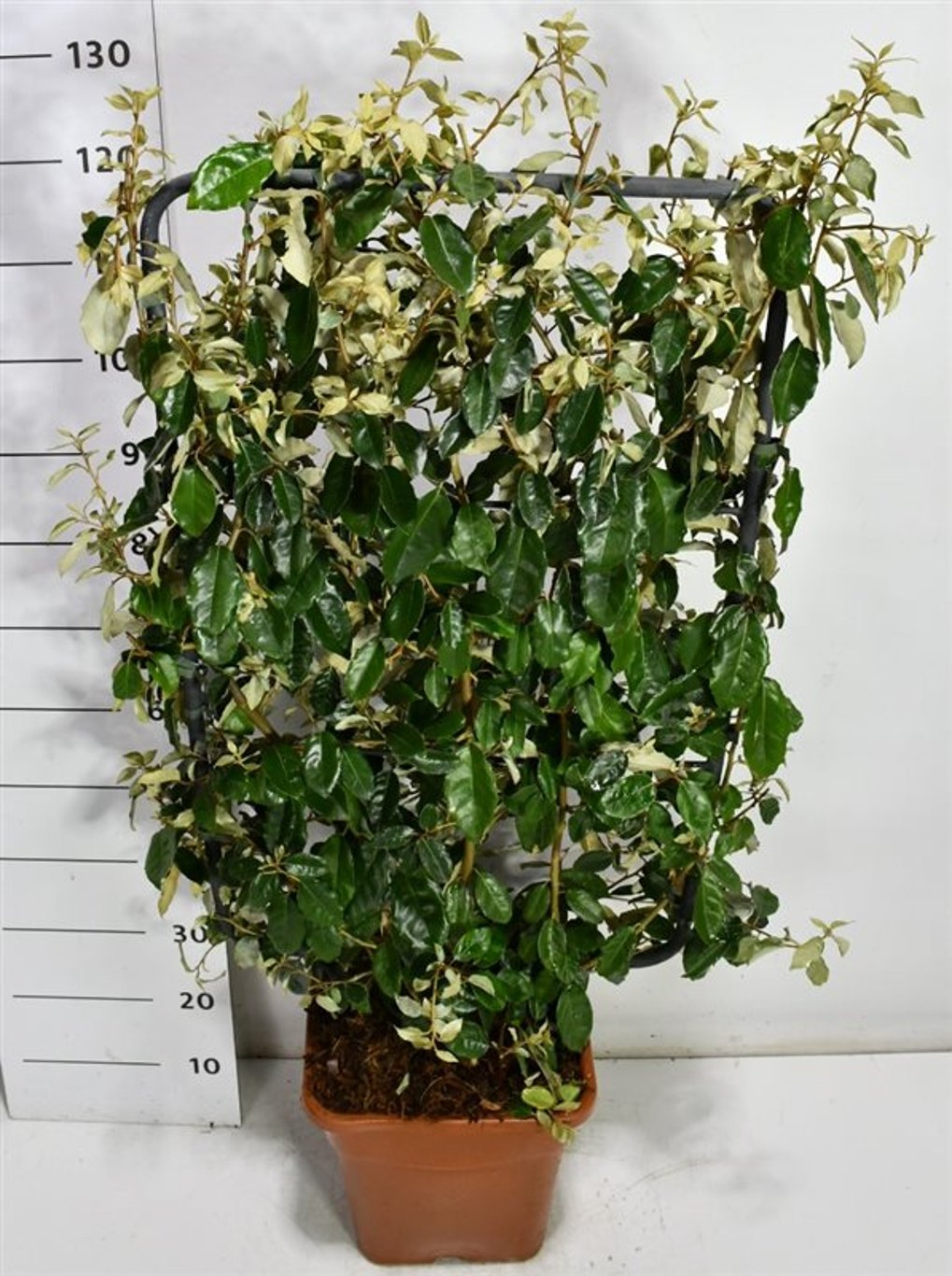 Silverolvon – Elaeagnus ebbingei - C18 100 cm. Scherm