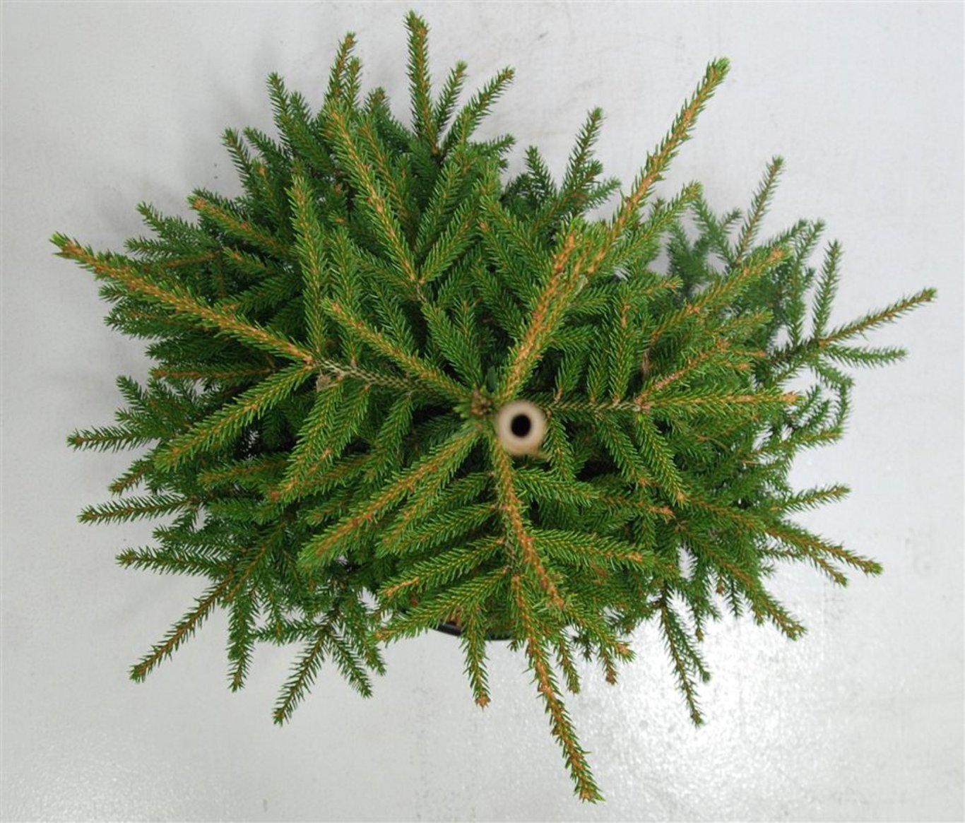 Orientalisk gran – Picea orientalis &