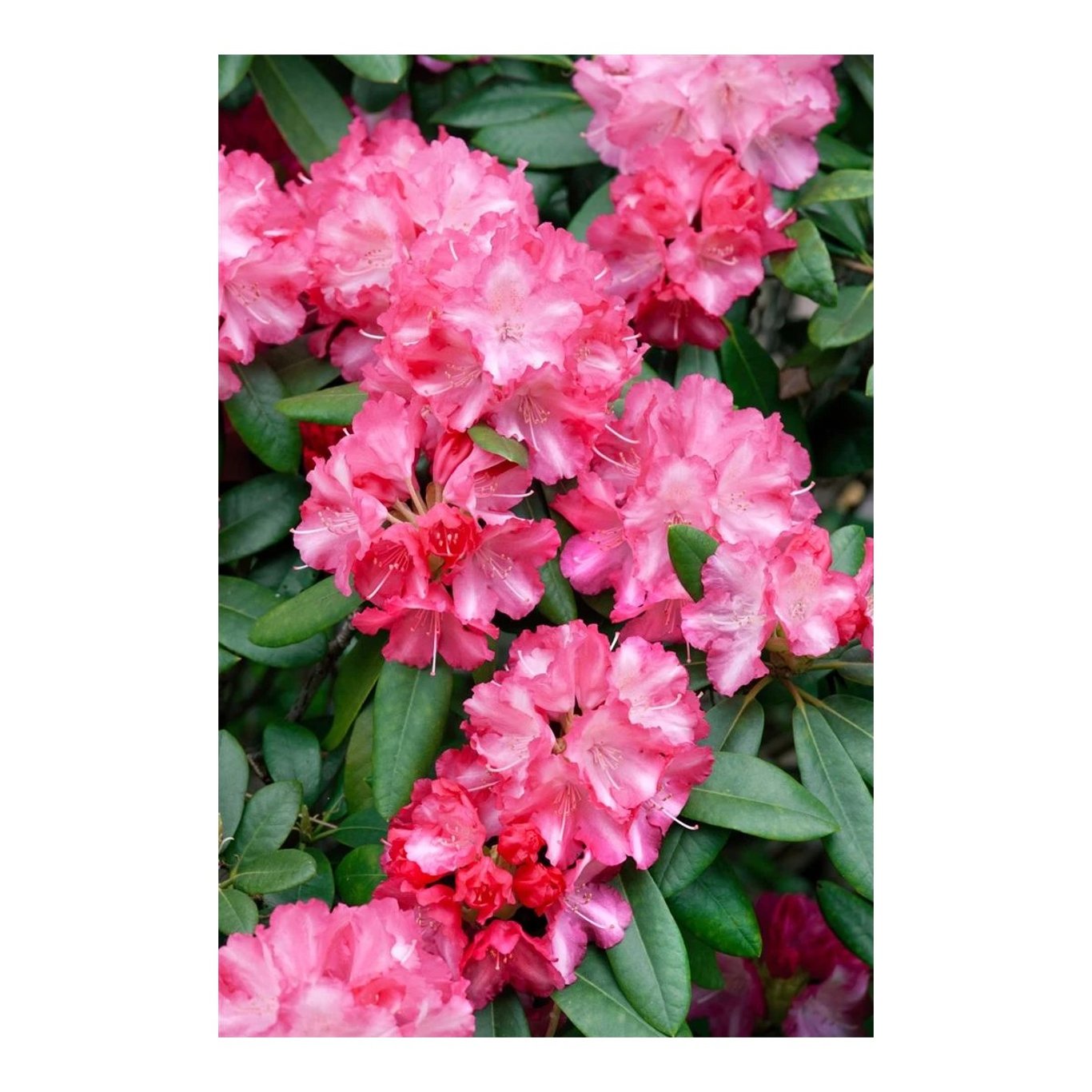 Rhododendron – Rhododendron (Y); 'Marlis' - C5 30-40 CM
