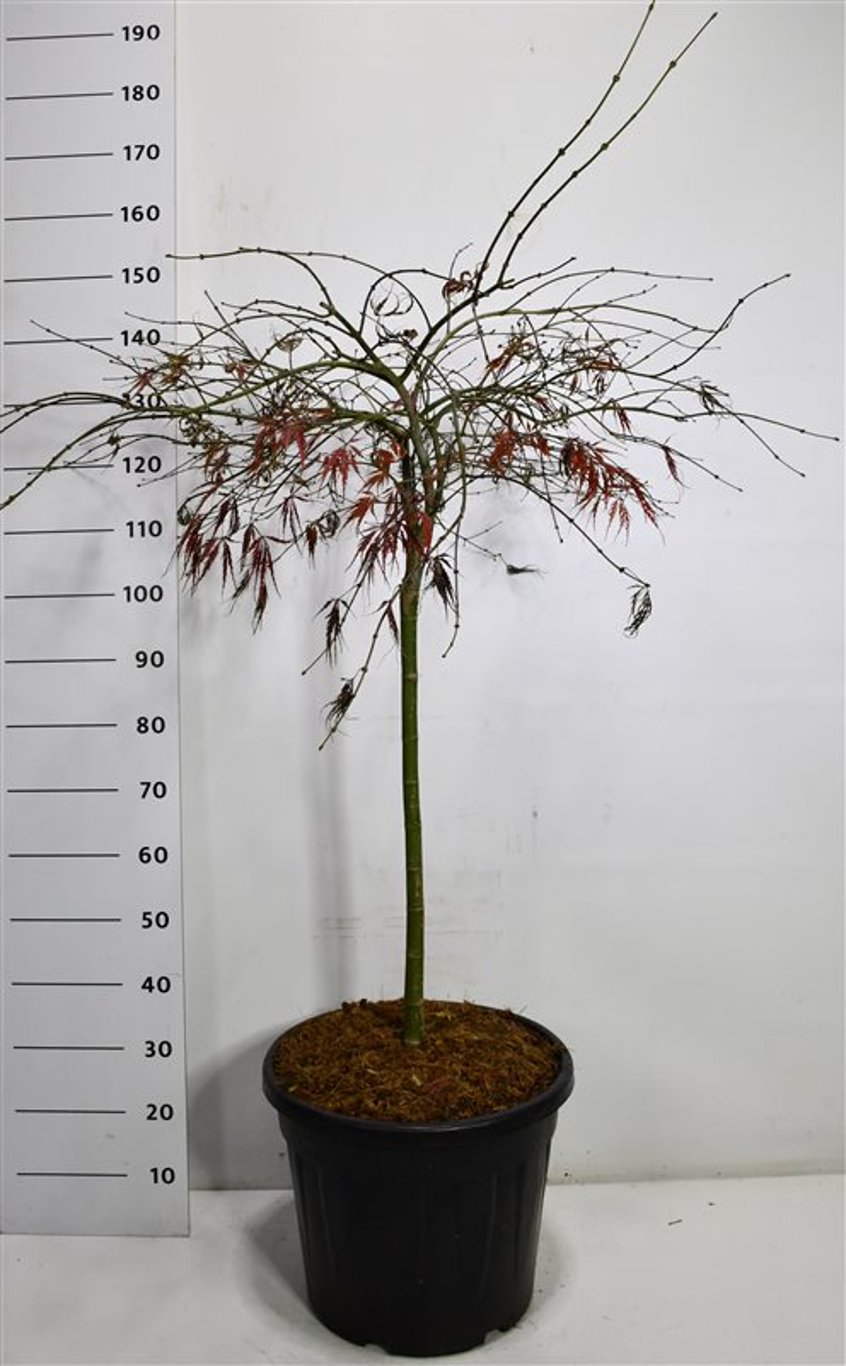 Japansk lönn – Acer palmatum &