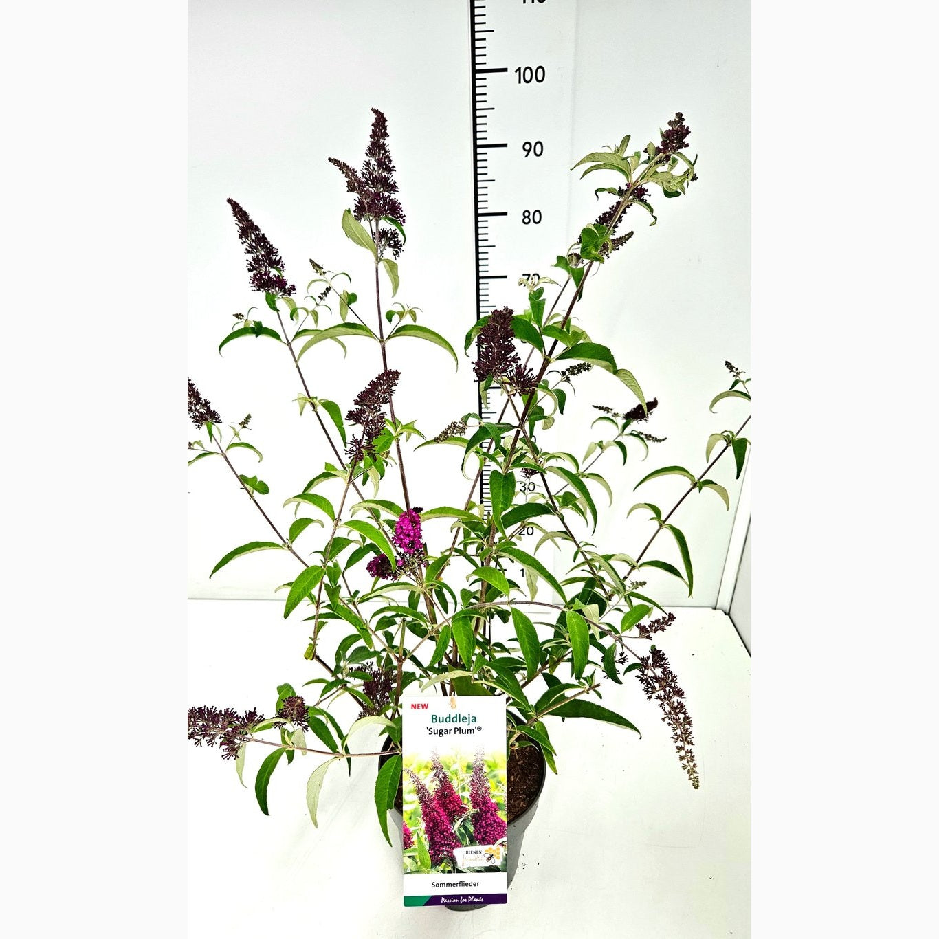 Sommarlilja – Buddleja d. 'Sugar Plum' - C5
