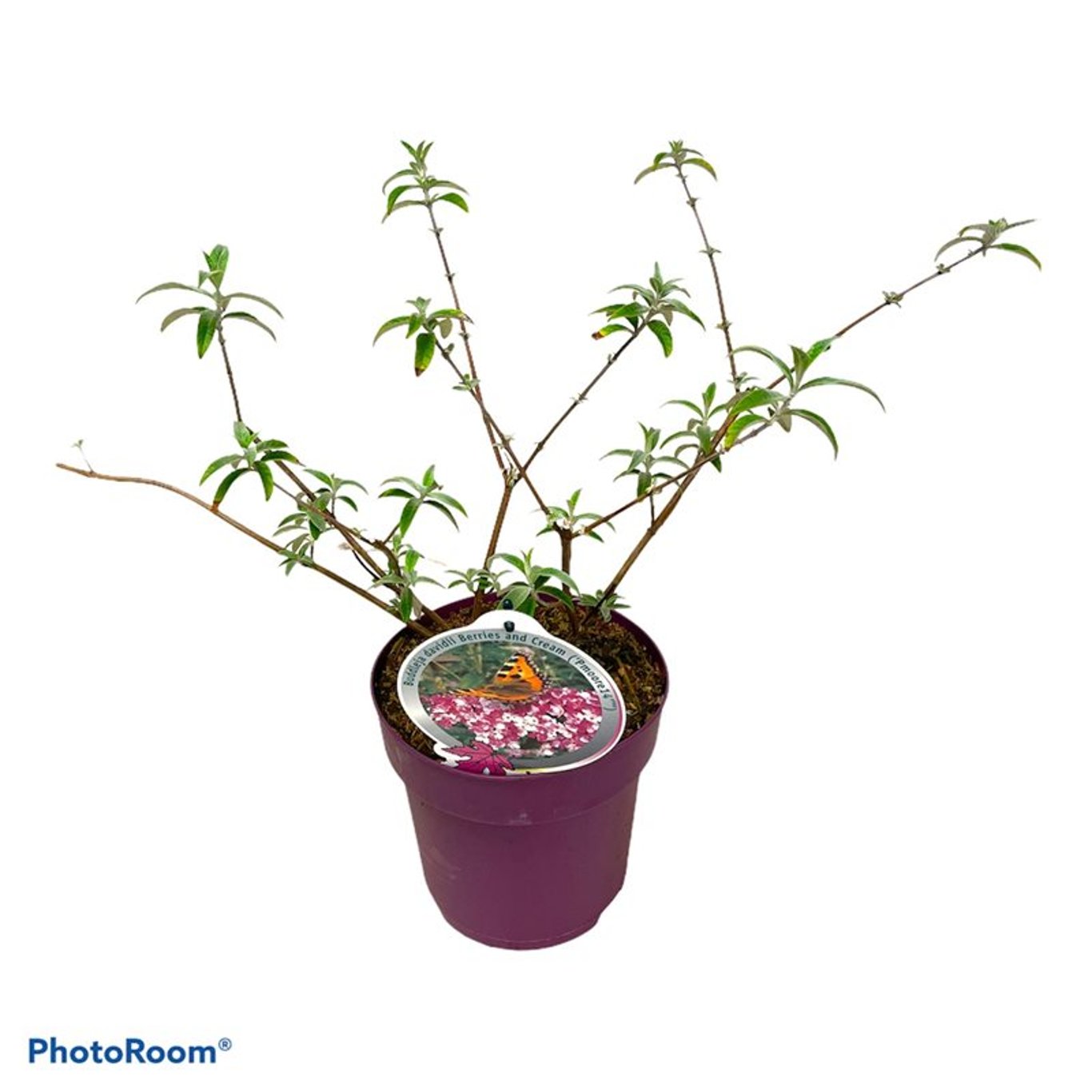 Sommarlilja – Buddleja d. 'Berries & Cream' - C3