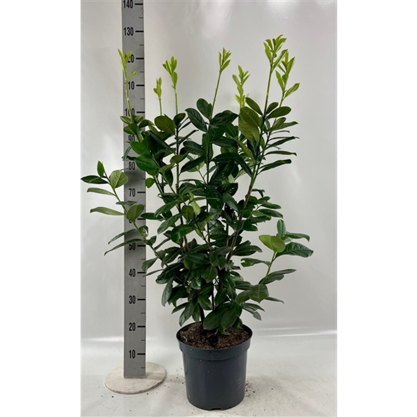 Lagerkörsbär – Prunus laurocerasus 'Novita' - C7,5 100-125 CM