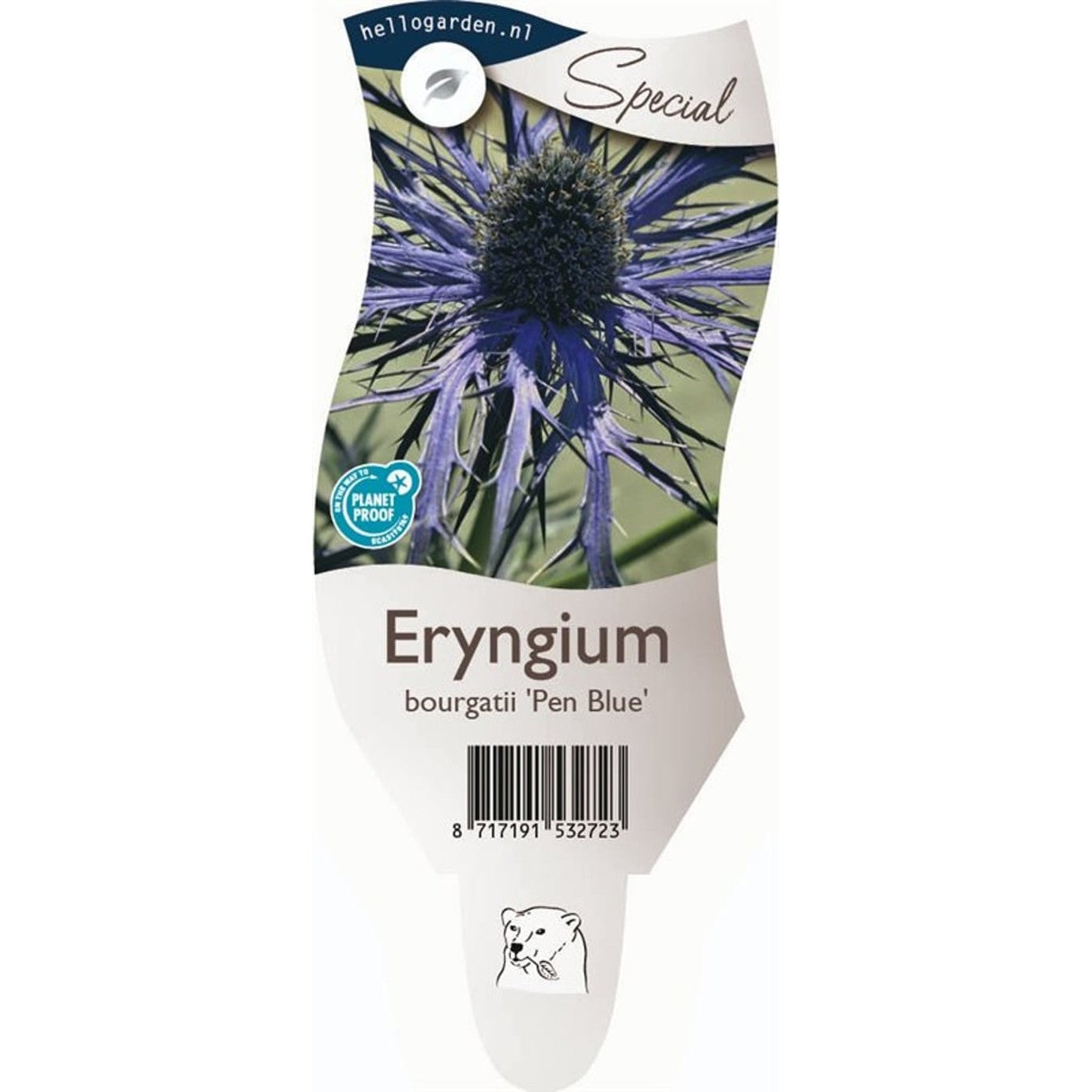 Martorn – Eryngium bourgatii 'Pen Blue' - P11