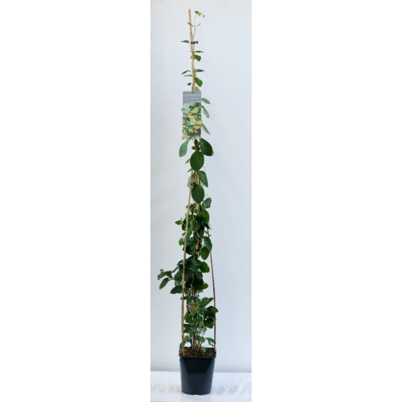 Guldkaprifol – Lonicera tellmanniana - C5 125-175 CM Stick