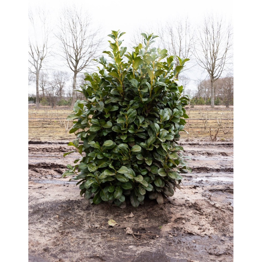 Lagerkörsbär – Prunus laurocerasus 'Etna' - 150-175 CM WRB