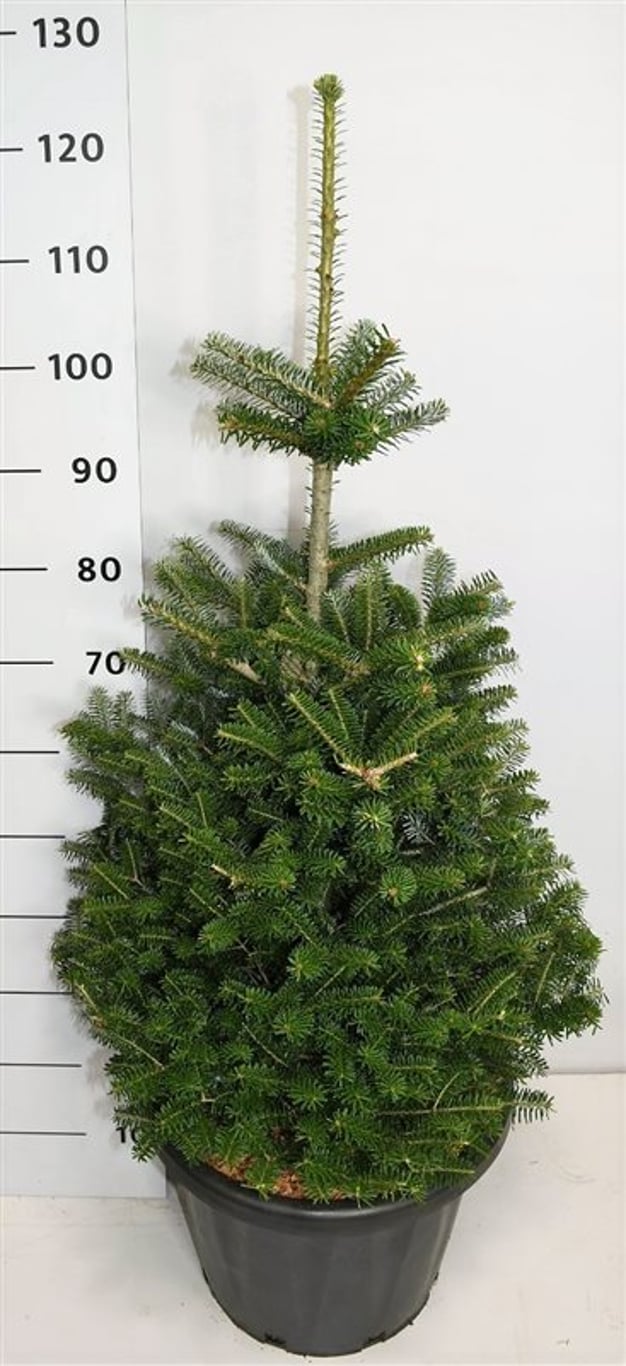 Koreagran – Abies koreana - C25 80-100 cm.