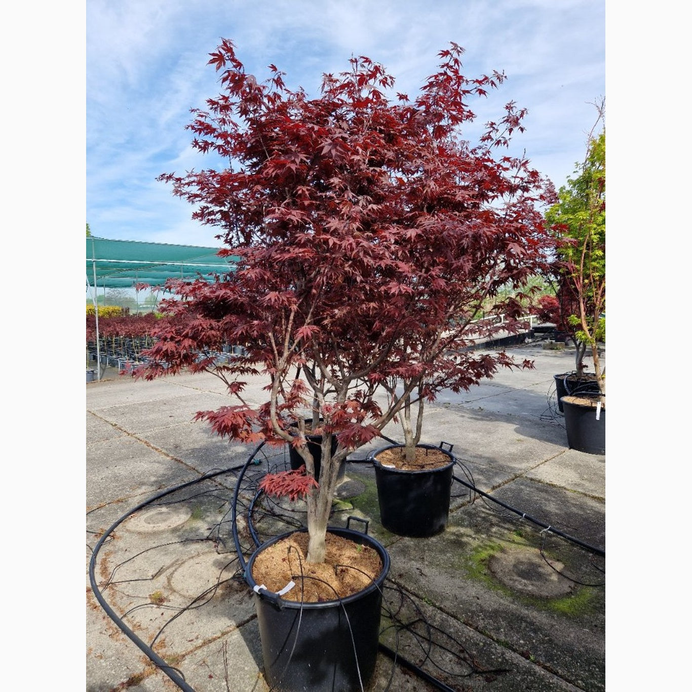 Japansk lönn – Acer pal. 'O-kagami' - C90 175-200 CM