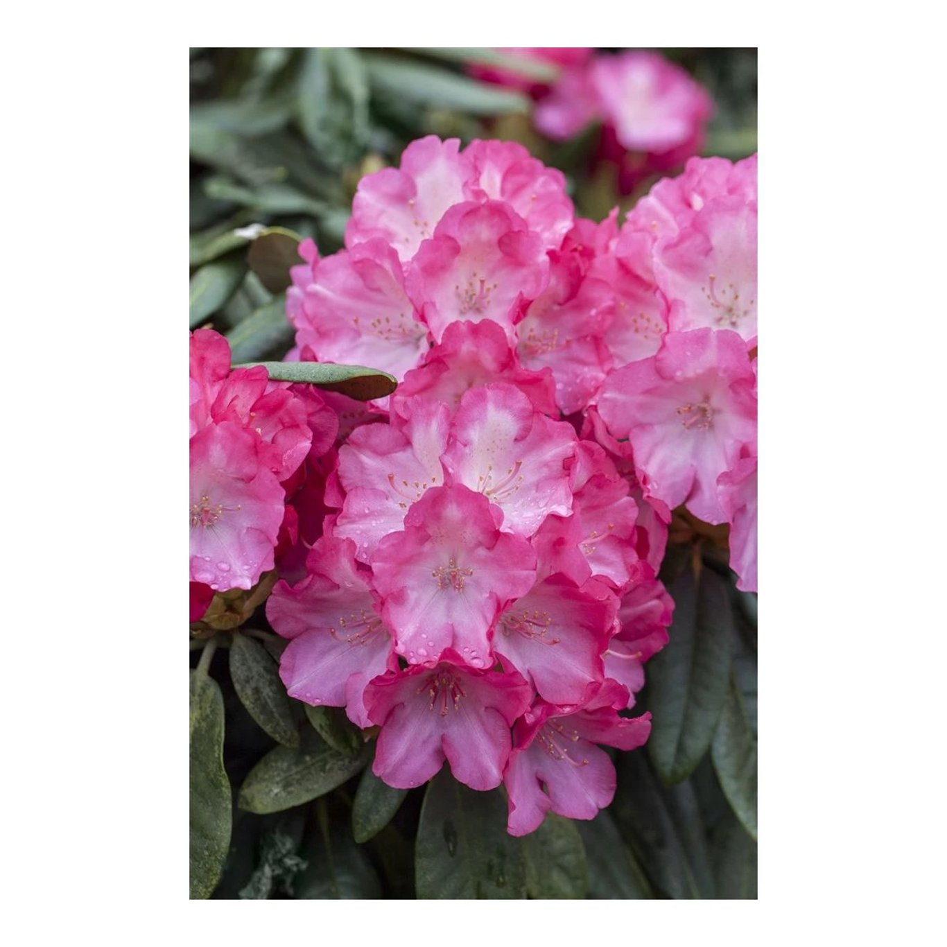 Rhododendron – Rhododendron (Y); 'Fantastica' - C5 25-30 CM