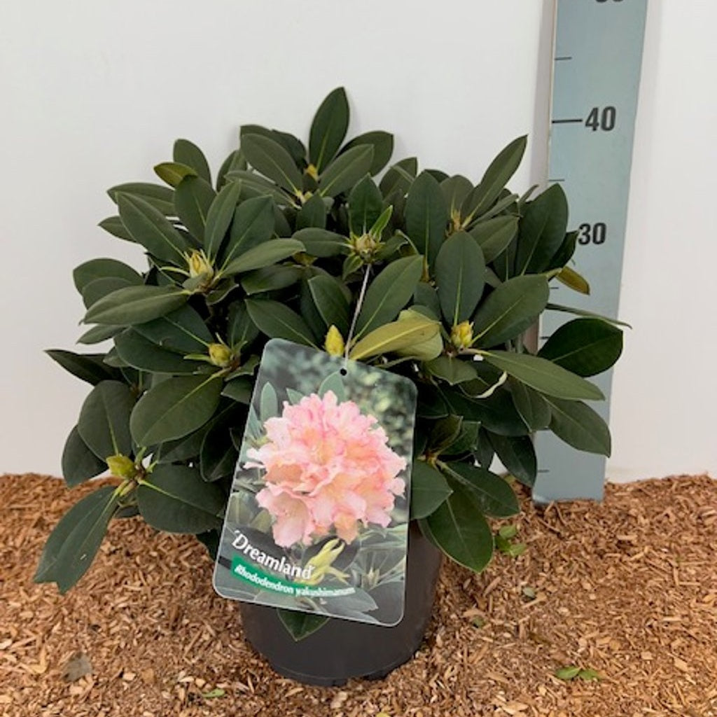 Rhododendron – Rhododendron (Y); 'Dreamland' - C5 25-30 CM