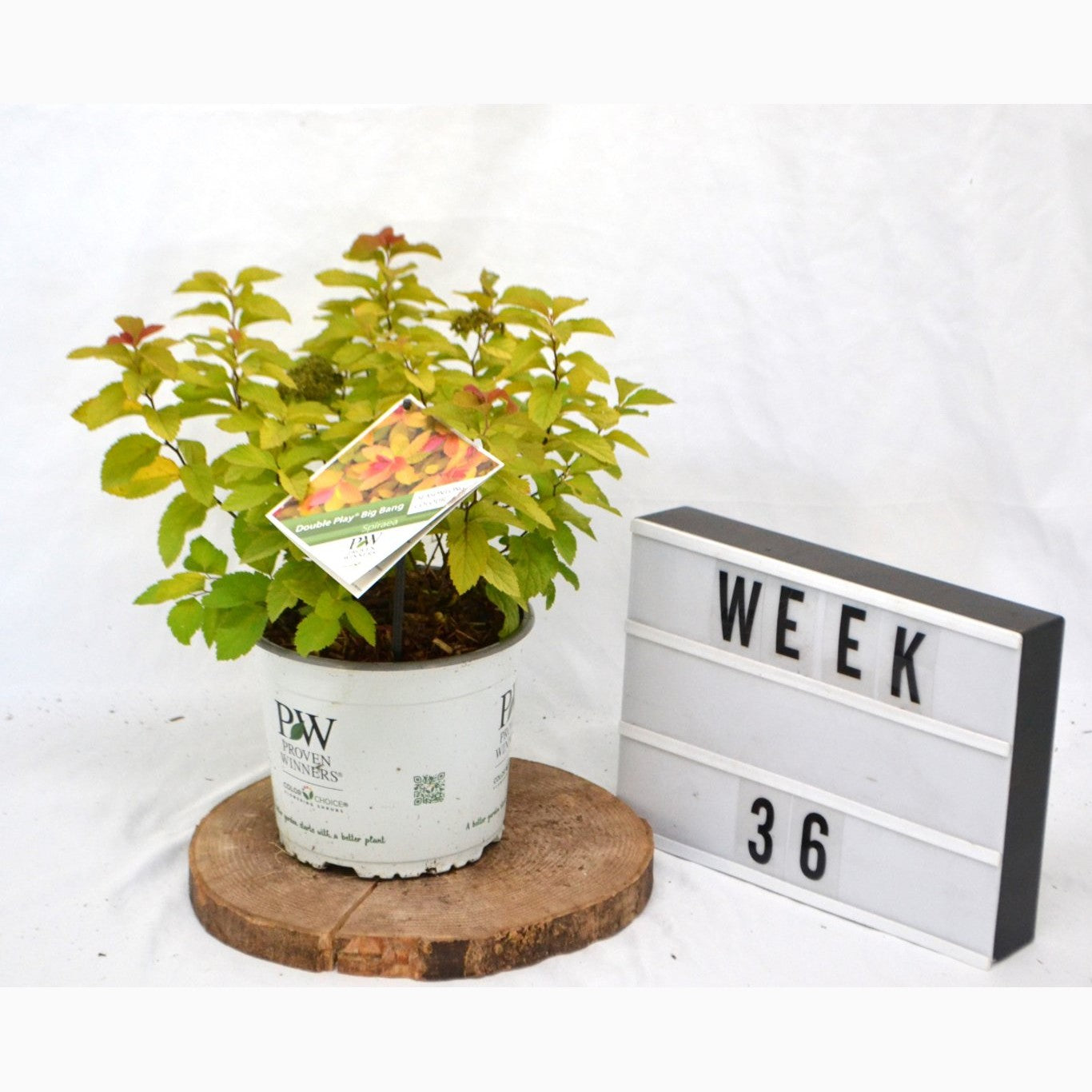 Spirea – Spiraea Double Play Big Bang - C3 20-40 CM