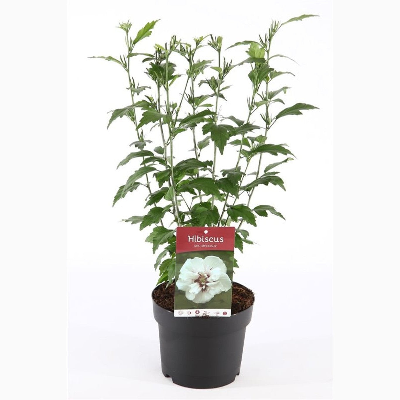 Hibiskus – Hibiscus syriacus 'Speciosus' - C3