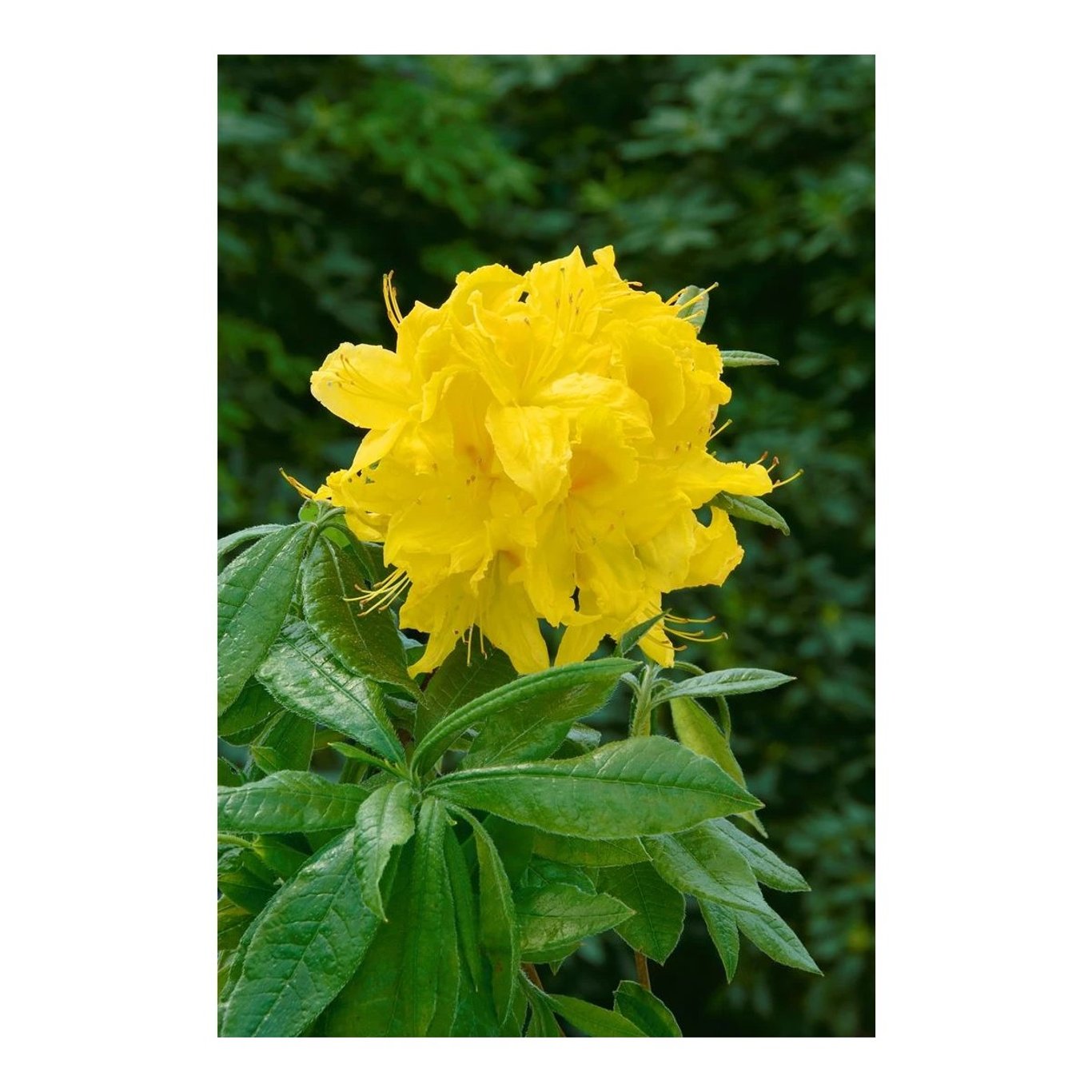 Rhododendron – Rhododendron luteum 'Goldstuck' - C5 30-40 CM